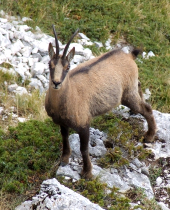 Camoscio d''Abruzzo Rupicapra pyrenaica ornata